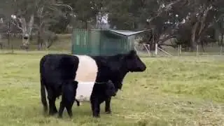 Oreo Cows