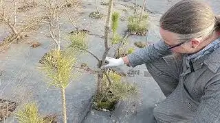 Sacrifice the Pines!