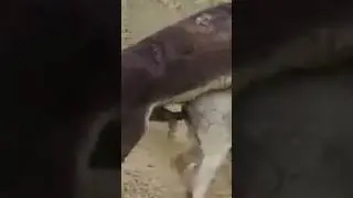 breading season donkey sex #youtube #youtubeshorts #breading