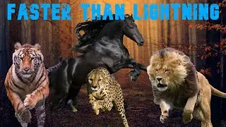 Fastest Animal Montage || Faster than Lightning - Usain Bolt & DJ Steve Porter || Fastest Animals ||