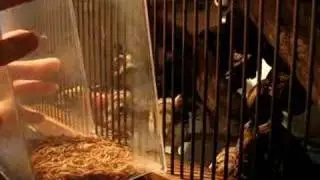 PART ONE baby persian gerbils eating mealy worms