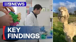 How a chilean alpaca could help researchers beat a deadly virus | 9 News Australia