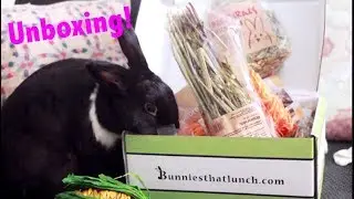 Unboxing Bunnies That Lunch