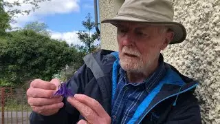 Columbine with John Feehan in  May, Wildflowers of Offaly series