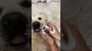 LA NIGHT ROUTINE DE MON CHIEN 🪥🐶🧼 #asmr #dogspa