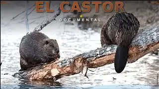 Castores: Ingenieros del Ecosistema Natural(Documental)
