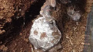 Our Giant Blue Bloom Bird Eater Tarantula Laid an Egg Sac (Pamphobeteus nigricolor)