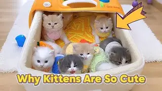 Почему котята такие милые и забавные