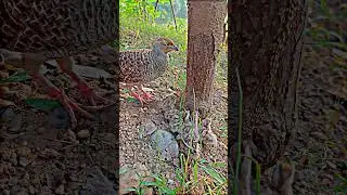 Teetar chicks feeding #birds