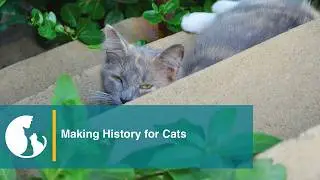 Introducing Ash's Law: The First-Ever Statewide TNR Law!