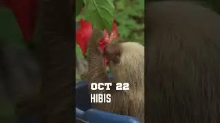 Only 9 days until the 7th Annual Sloth Ironman Games!