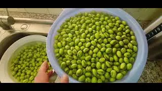طريقة كبس الزيتون الأخضر 🫒 المشطب والمدقوق بخطوات سهلة بايدين الحجيه😇 والف عافيه