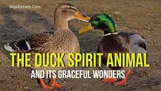 The Duck Spirit Animal And Its Graceful Wonders