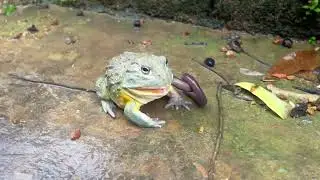 African bullfrog vs earthworm
