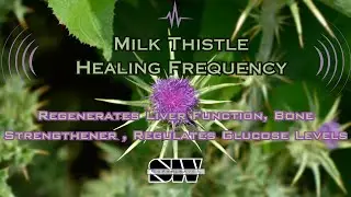 Milk Thistle Healing Frequency | Regenerates Liver Function, Strengthen Bone, Manage Glucose Levels