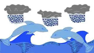 Dolphin dancing animation