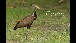 Melhor canto para atrair o p&aacute;ssaro Car&atilde;o
