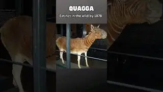 3 EXTINCT Animals Being Resurrected😳 #shorts #animals