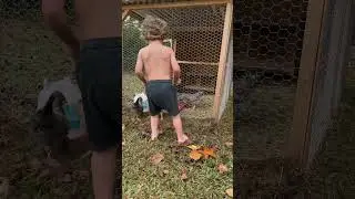 Cream Legbar chicks #chicken #free #freefarmhouse #shorts #shortvideo #farmhouse #farm #short #coop