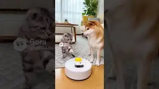 猫と柴犬の餌取り競争♪Cat vs. Shiba Inu Food-Snatching Contest♪　  #猫 #cat #柴犬