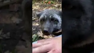 In my 12+ years of fox rescue, I don&rsquo;t think I&rsquo;ve had a fox &ldquo;alarm bark&rdquo; WITH me. This was so cute!