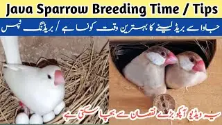 Best Time for Java Breeding | Java breeding Season | Java Breeding Tips | Java Finch breeding time