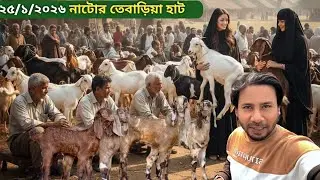 ২৫ জানু ২০২৬ নাটোর তেবাড়িয়া হাট থেকে ছাগলের দাম জানুন Goat market 