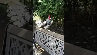 Tiny Rooster tries to impress a Giant Brahma Hen by &ldquo;Jumping&rdquo; for her love.