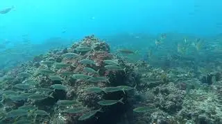 Kirra Reef Dive - May 2019