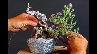 Bonsai Tree Thyme 14 Step 1 & 2