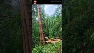 Building a Ladder to Reach a Jungle Tree Shelter 🪜🌿(Part 4)