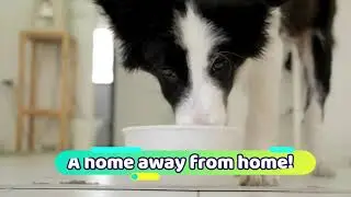 Diamonds in the Ruff Pet Resort & Salon - A Home Away From Home