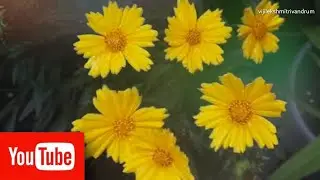 Coreopsis flower plant 🥀🥀🌼🌼|vijilekshmitrivandrum |