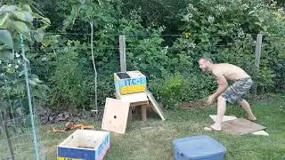 swarm capture #2! Topbar Beekeeping Vancouver Island