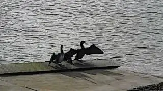 Cormorants drying their wings out #birds #birdwatching #nature