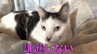 保護猫ナターシャの489日目：寝起きでもキリッ