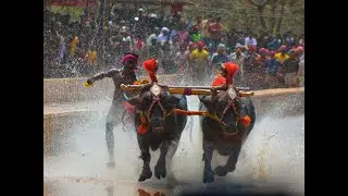 Kambala|#kudikambala|kambala race|namma kambala|save kambala