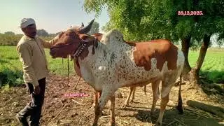  92843 29322  ఎడ్లు అమ్మబడును మహారాష్ట్ర bulls for sale maharastra बैल महाराष्ट्र विक्री अहे 