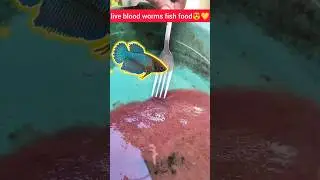 live blood worms fish food😍💛.