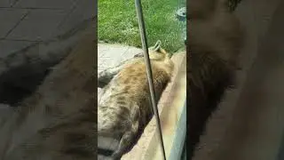 Essex county turtle back zoo- Hyena resting soundly
