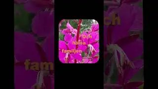 ✨Megic mike Core✨ Se hela videon p&aring; YouTube - Studio 3