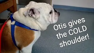 Bulldog Otis is SO UPSET with me, wants to go home NOW.