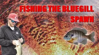 The EASIEST Way to Find Spawning Bluegill