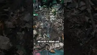 How to Hunt Rats in the Congo 🐀