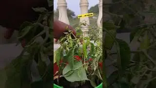 #shorts #short #shortfilm #shorts video#vegetables #organic #nature #terrace #viral shorts