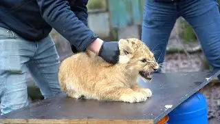 Three lion cubs vaccinated against cat flu at Dutch zoo | AFP