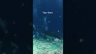 Tiger close encounter in Fuvahmulah #fuvahmulah #tigershark #divng #ocean #maledives #shark