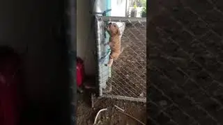 Perro escalando reja