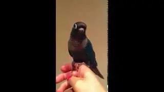 Turquoise yellow sided green cheek conure