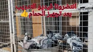 بدايه الموسم جاهزيه الحمام انتضرونا فيديو التدريب😍👍